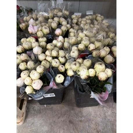 PEONIA NACIONAL BLANCA ODILE 50 CM