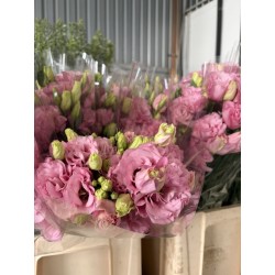 LISIANTHUS DOBLE ROSA 