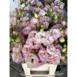LISIANTHUS DOBLE ROSA CLARO