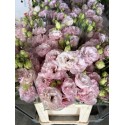 LISIANTHUS DOBLE ROSA CLARO