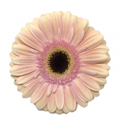 GERBERA SALMON EX