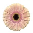 GERBERA SALMON EX