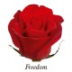 ROSA ECU FREEDOM ROJA 40 CM X25