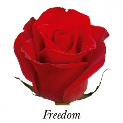 ROSA ECU FREEDOM ROJA 40 CM X25