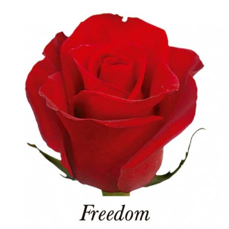 ROSA ECU FREEDOM ROJA 40 CM X25