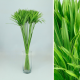 CYPERUS GLABER