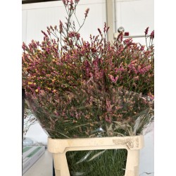 LIMONIUN DIAMOND FUCSIA
