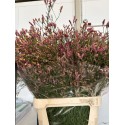 LIMONIUN DIAMOND FUCSIA