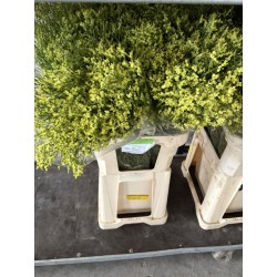 LIMONIUM DIAMOND YELLOW