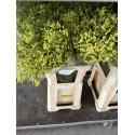 LIMONIUM DIAMOND YELLOW