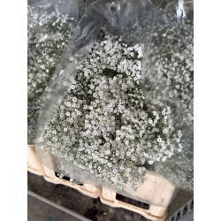 PANICULATA DISCOVERY 1.000 GR (Flor Pequeña)