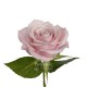 ROSA ECU ELSA ROSA 40 CM X20 