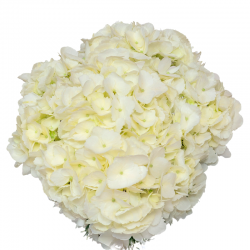 HORTENSIA BLANCA COLOMBIA 60 CM