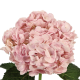 HORTENSIA ROSA PINT COLOMBIA 60 CM