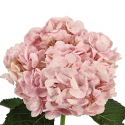 HORTENSIA ROSA PINT COLOMBIA 60 CM