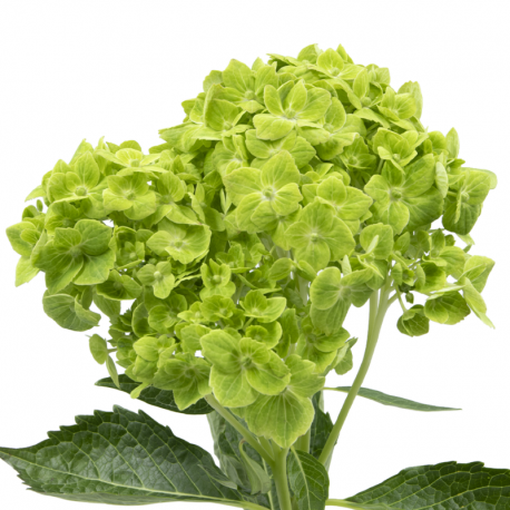 HORTENSIA VERDE COLOMBIA 60 CM