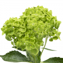 HORTENSIA VERDE COLOMBIA 60 CM