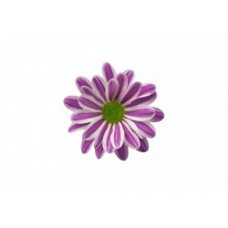 MARGARITA BLANCA/ROSA FUNSTRIPE