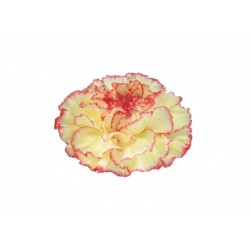 CLAVEL NACIONAL BICOLOR AMARILLO 1ª
