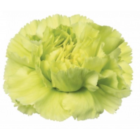 CLAVEL NACIONAL VERDE 1ª