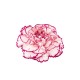 CLAVEL NACIONAL BICOLOR LILA 1ª