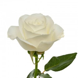 ROSA ECU TIBET BLANCA 40 CM X25