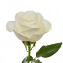 ROSA ECU TIBET BLANCA 40 CM X25