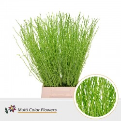 BERK VERDE 60 CM 