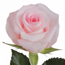 ROSA ECU NENA ROSA 50 CM X25 
