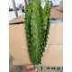 HELECHO ASPLENIUM NANIWA