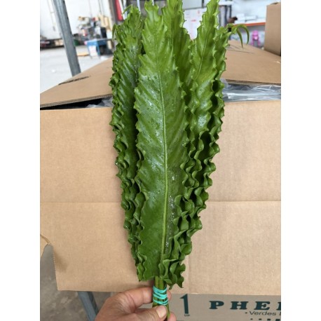 HELECHO ASPLENIUM NANIWA