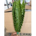 HELECHO ASPLENIUM NANIWA
