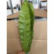 HELECHO ASPLENIUM KIOTO
