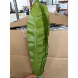 HELECHO ASPLENIUM KIOTO
