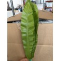 HELECHO ASPLENIUM KIOTO