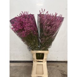 LIMONIUN DIAMOND FUCSIA SECO