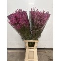 LIMONIUN DIAMOND FUCSIA SECO