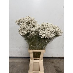 LIMONIUN DIAMOND WHITE SECO
