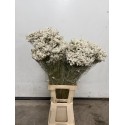 LIMONIUN DIAMOND WHITE SECO