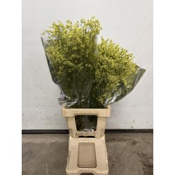 LIMONIUN DIAMOND YELLOW SECO