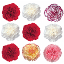 CLAVEL COLOMBIANO STANDAR MIXTO