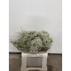 LIMONIUN DIAMOND WHITE 50/60 CM
