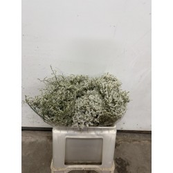 LIMONIUN DIAMOND WHITE 50/60 CM