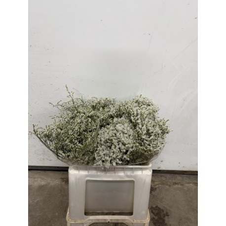 LIMONIUN DIAMOND WHITE 50/60 CM