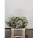 LIMONIUN DIAMOND WHITE 50/60 CM