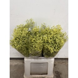 LIMONIUM DIAMOND YELLOW 50/60 CM