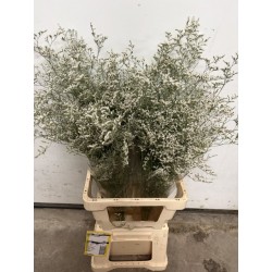 LIMONIUM BLANCO BELTLAARD