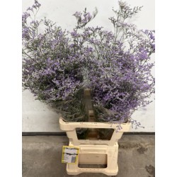 LIMONIUM AZUL BELTLAARD