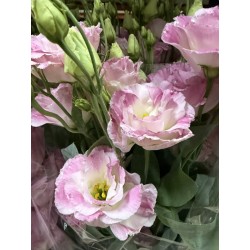 LISIANTHUS DOBLE PINK FLASH