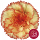 SANTOS-CLAVEL COL SELECT BICOLOR BOIRO